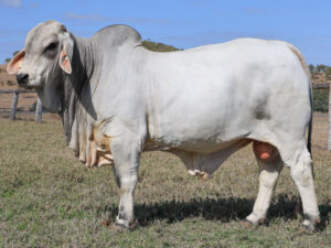 LANCEFIELD S MYLES 7026/1 (PS) (COM)