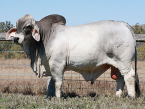 LANCEFIELD S MAVERICK 7065/1 (PP)