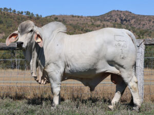 LANCEFIELD S DUSTIN 6940/1 (PS)