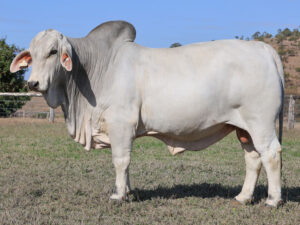 LANCEFIELD S LACHLAN 7012/1 (PS)