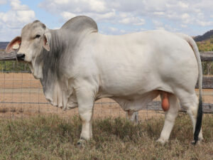 LANCEFIELD S LOGAN 7009/1 (PS)