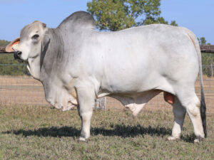 LANCEFIELD S BOND 7017/1 (PS)