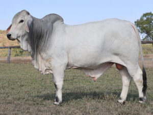 LANCEFIELD S THEODORE 7097/1 (PS)