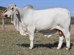 LANCEFIELD S WESTON 7007/1 (PS)