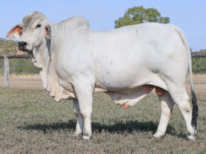 LANCEFIELD S BENNETT 7016/1 (PP) (COM)