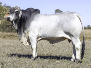 LANCEFIELD M BENTON 8926/M (AI) (PS)