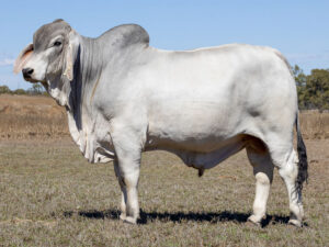 LANCEFIELD M CLOUDBREAK 8982/M (PP)