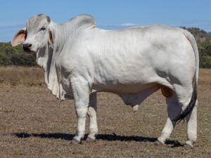 LANCEFIELD M COLDCHISEL 8987/M (PS)