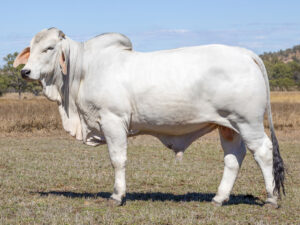 LANCEFIELD M CANAVERAL 8924/M (PS)