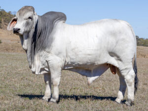 LANCEFIELD M LANGLEY 8922/M (H)