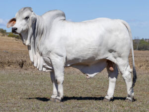 LANCEFIELD M CONDAMINE 8798/M (H)