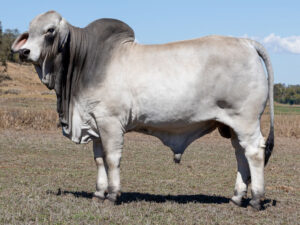 LANCEFIELD M DALLAS 8952/M (PS)
