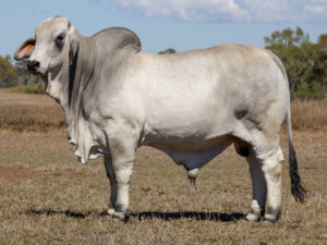 LANCEFIELD M DETROIT 8946/M (PS)