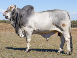LANCEFIELD M DENVER 8949/M (PS)