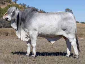 LANCEFIELD M DALTON 8944/M (PS)