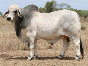 Lot35new