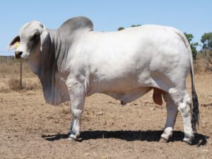 Lot40new