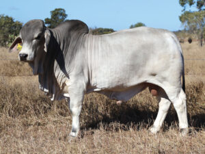PALMAL FRISCO 3278 (H)