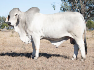 ELROSE MANITOU 25256 (H)
