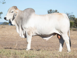 ELROSE NEWGATE 25243 (H)