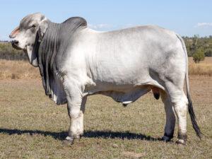 LANCEFIELD M FERGUSON 8953/M (PS)