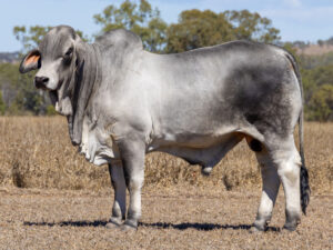 LANCEFIELD M FIRSTLIGHT 8775/M (H)