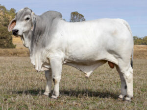 LANCEFIELD M FARRER 9112/M (PS)