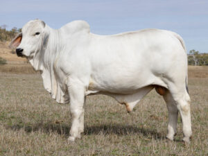 LANCEFIELD M CREEDENCE 8981/M (PS)