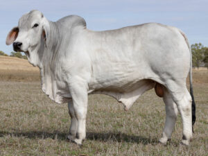 LANCEFIELD M CARSON 8923/M (PS)