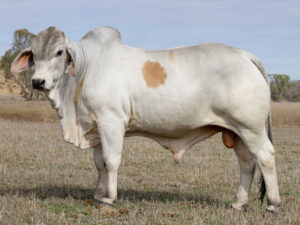LANCEFIELD M CLEARWATER 8983/M (PP)
