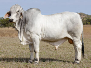 LANCEFIELD M DWIGHT 8948/M (PS)