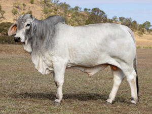 LANCEFIELD M ELON 9100/M (PS)
