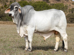 LANCEFIELD M CALABASAS 8970/M (PS)