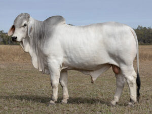 LANCEFIELD M LESTER 8907/M (H)