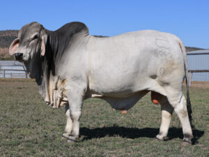 LANCEFIELD S MASON 6997/1 (PS)