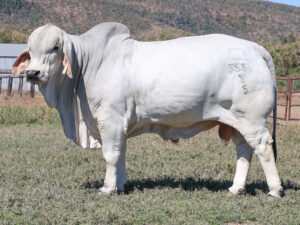 LANCEFIELD S PUMBA 5554/5/5 (PP) (COM)