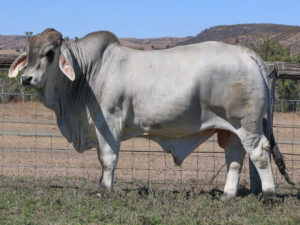 LANCEFIELD S AIDEN 5312/5/31 (PS) (COM)