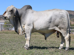 LANCEFIELD S NOAH 7056/1 (PP)