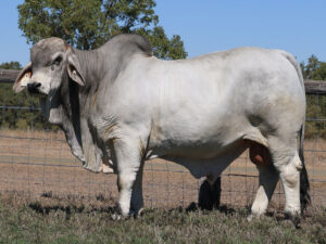 LANCEFIELD S NOLAN 7006/1 (PS)