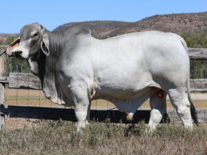 LANCEFIELD S JAMIE 7078/1 (PS)