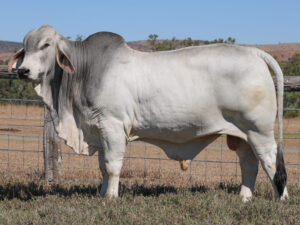 LANCEFIELD S JOE 7071/1 (PP)
