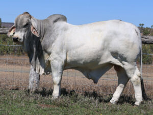 LANCEFIELD S SONNY 7073/1 (PP)