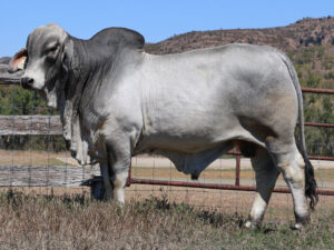 LANCEFIELD S BEAU 7079/1 (PP)