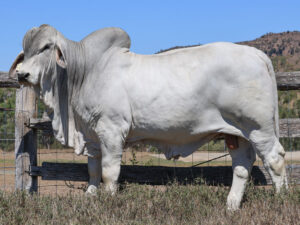 LANCEFIELD S HUGO 7037/1 (PS)
