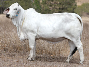 Lot95