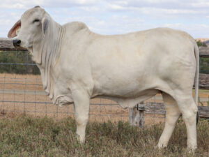 LANCEFIELD S GEMMA 7189/1 (PS)