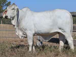 LANCEFIELD S EMPRESS 7152/1 (PS)