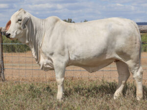 LANCEFIELD S GIRL 7293/1 (PS)