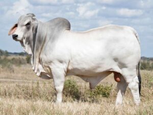 2AM STERLING 9031 (H)