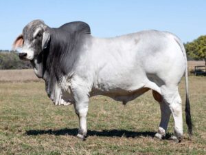 LANCEFIELD M KINGPIN 8347M (IVF) (H)